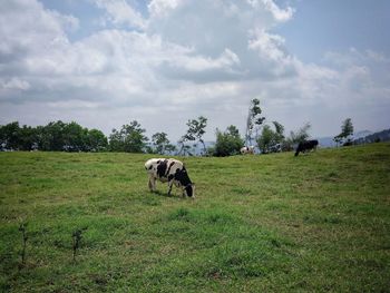 Horse in a field