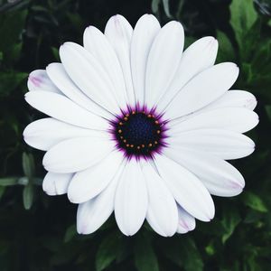 Close-up of flower blooming outdoors