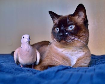 Cat and bird on bed