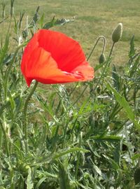 Close-up of red flowers blooming in field