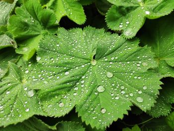 Full frame shot of wet leaves