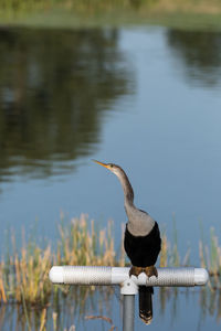 Bird perching on a lake