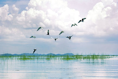 Birds flying over lake against sky