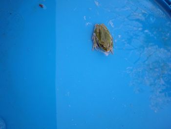 High angle view of turtle in sea