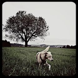 Trees on grassy field