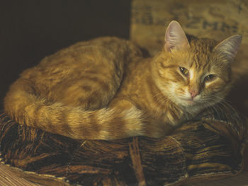 Close-up portrait of a cat