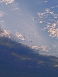 Low angle view of birds flying in sky