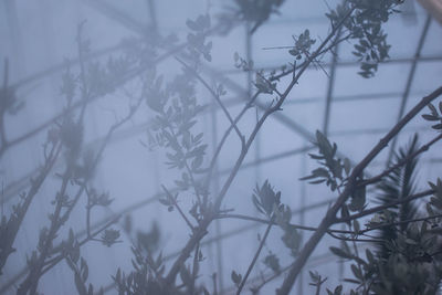 Close-up of frozen plants during winter