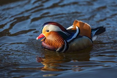 Duck swimming in lake