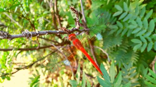 Close-up of red leaves growing on plant