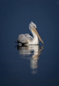 Close-up of pelican