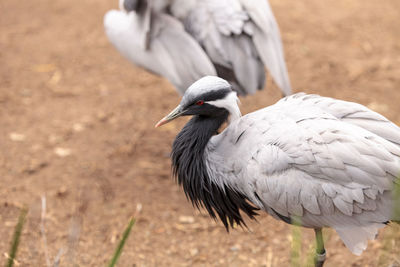 Close-up of duck