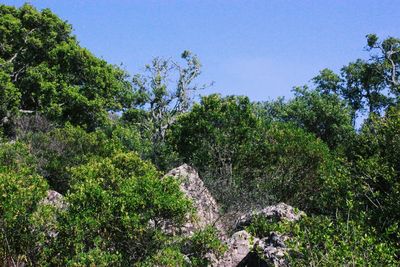 Low angle view of trees against sky