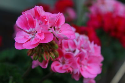 Close-up of pink flowers