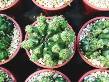 Green cactus with small and young plantlet on round pot coveted with white gravel