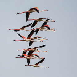 Low angle view of flamingos flying against sky