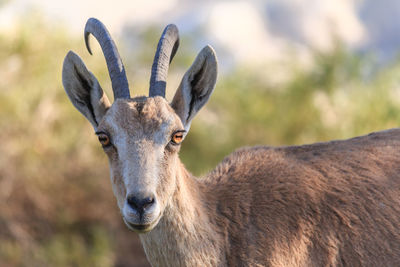 Close-up of goat on field