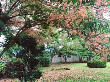 Plants growing in park