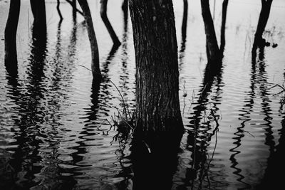 Reflection of trees in lake