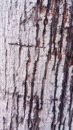 Full frame shot of tree trunk