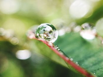 Close-up of raindrops on leaf