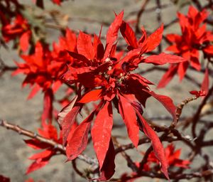 Close-up of red maple leaves on plant