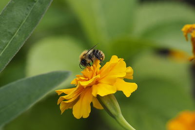 flowering plant