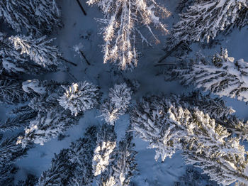 High angle view of plants and trees during winter