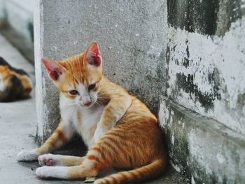 Portrait of cat sitting on concrete wall