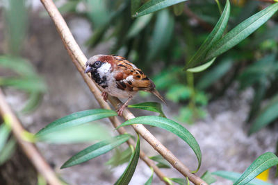 Close-up of insect on plant