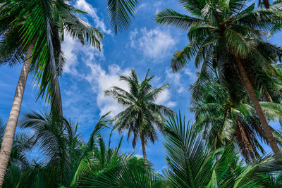 Low angle view of palm trees against sky