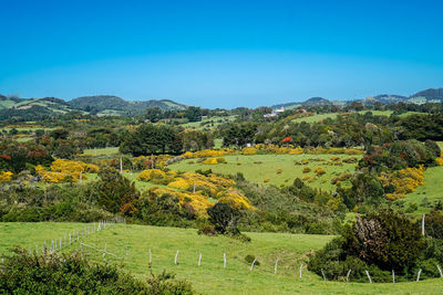 Scenic view of field against blue sky