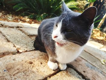 Close-up of a cat on footpath