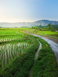 Scenic view of agricultural field against sky