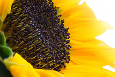 Close-up of yellow flower