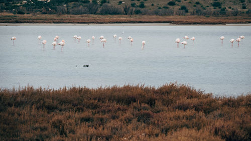 Flock of birds in lake