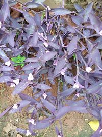 High angle view of plants growing on field