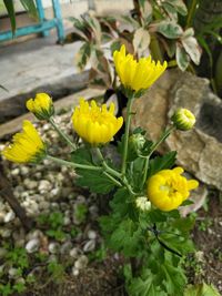 Close-up of yellow flowering plant