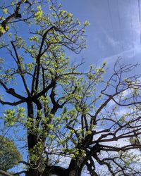 Low angle view of flowering tree against blue sky