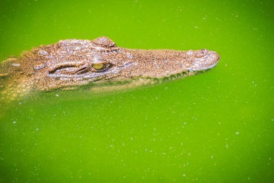 Close-up of crocodile in water