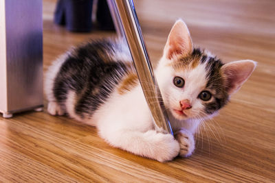 Portrait of tabby kitten on wooden flooring