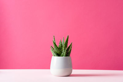 Close-up of potted plant on table against wall