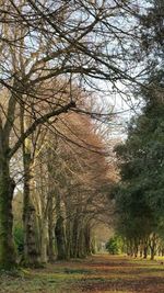 Trees in park against sky