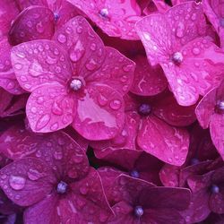 Macro shot of water drops on flower