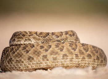 Close-up of lizard on the background