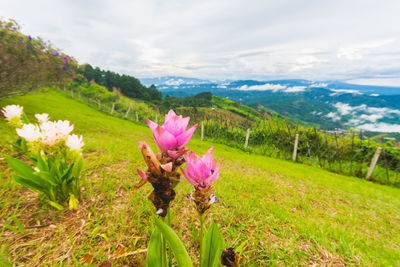 Pink flowering plants on field against sky