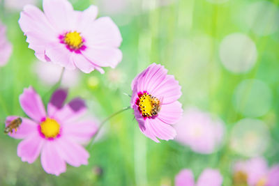 Close-up of pink cosmos flower