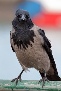 Hooded crows are not just smart but also beautiful birds