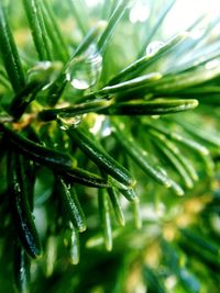 Close-up of wet pine leaves