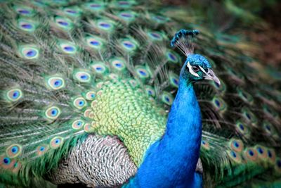 Close-up portrait of peacock